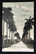 Foto postal cubana Avenida Palmas Reales Cuba