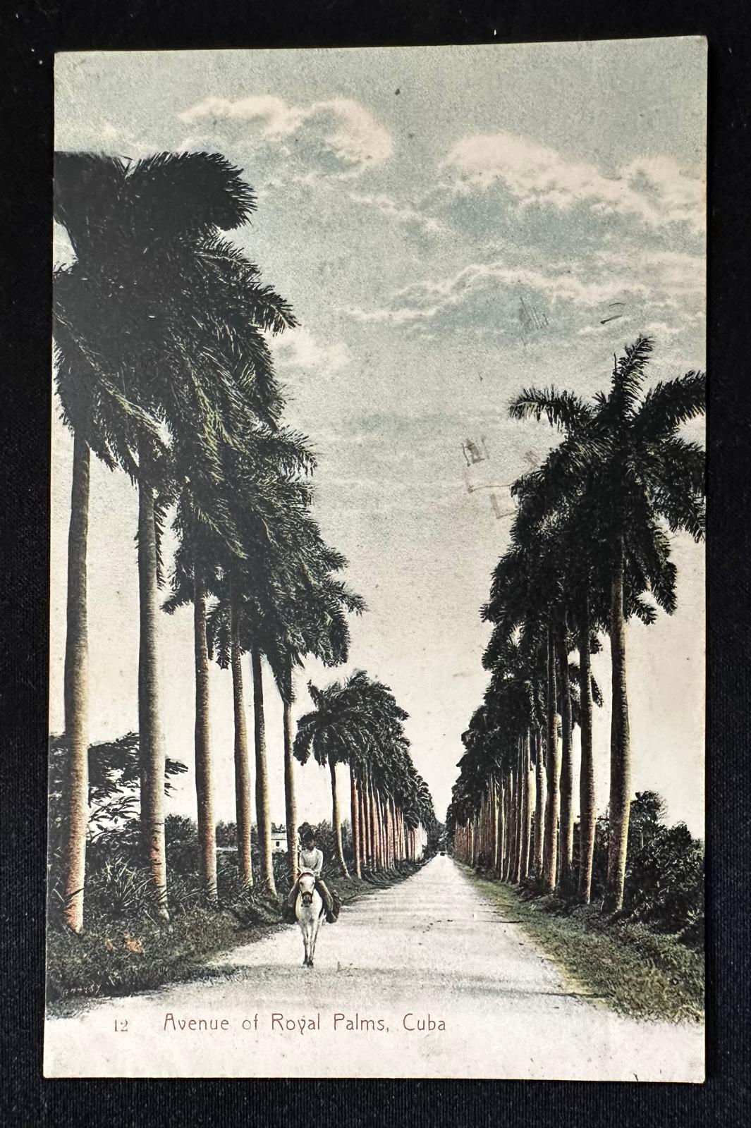 Cuban photo-postcard Avenue of Royal Palms Avenida Palmas Reales Cuba