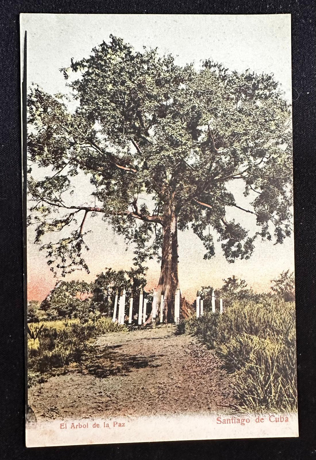 c.1900–1906 Cuba El Árbol de la Paz Santiago – Tarjeta postal temprana de reverso no dividido