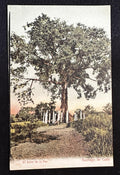 c.1900–1906 Cuba El Árbol de la Paz Santiago – Tarjeta postal temprana de reverso no dividido