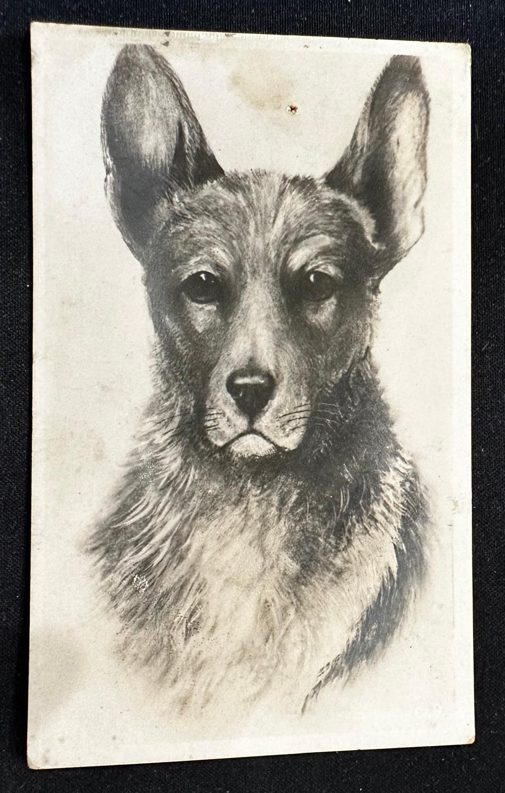 c.1920s Cuba Chocolate La Imperial Santiago de Cuba Dog Postcard